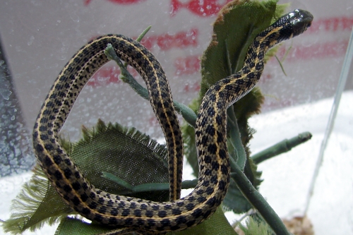 picture of Checkered Gartersnake Sml                                                                            Thamnophis marcianus