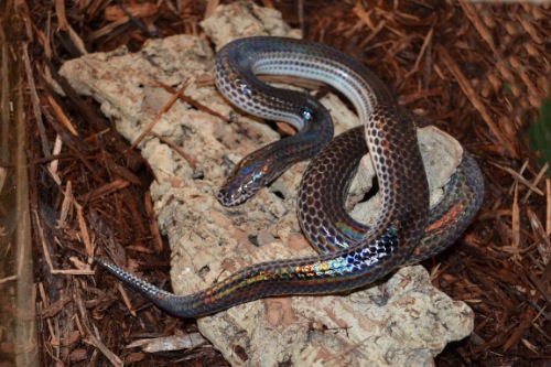 picture of Sunbeam Snake Med                                                                                    Xenopeltis unicolor