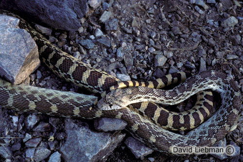 picture of White Sided Bullsnake M/L                                                                            Pituophis catenifer sayi