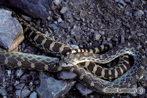 picture of White Sided Bullsnake Xlg                                                                            Pituophis catenifer sayi