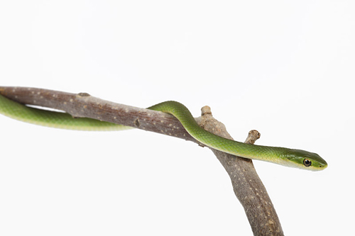 picture of Green Snake Lrg                                                                                      Opheodrys aestivus