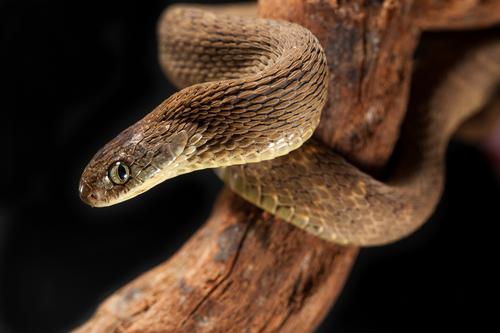 picture of African Egg Eating Snake Med                                                                         Dasypeltis scabra