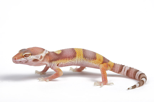 picture of Albino Leopard Gecko Sml                                                                             Eublepharis macularius 'Albino'