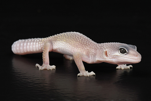 picture of Blizzard Leopard Gecko Bby                                                                           Eublepharis macularius