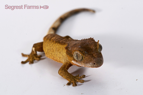 picture of Crested Gecko Sml                                                                                    Correlophus ciliatus