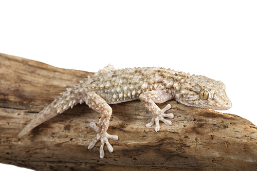 picture of Crocodile Gecko Med                                                                                  Tarentola mauritanica