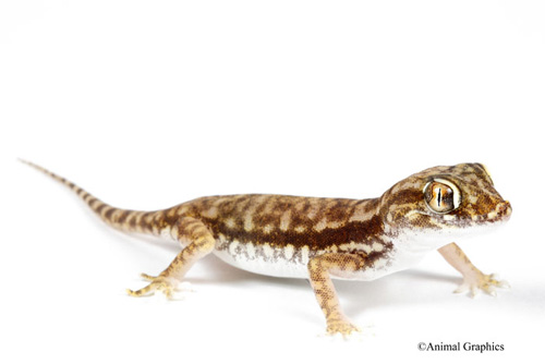 picture of Dune Gecko Med                                                                                       Stenodactylus doriae