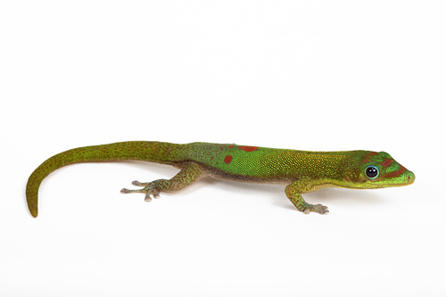 picture of Gold Dust Day Gecko Med                                                                              Phelsuma laticauda