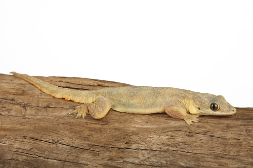 picture of Asian House Gecko Med                                                                                Hemidactylus frenatus