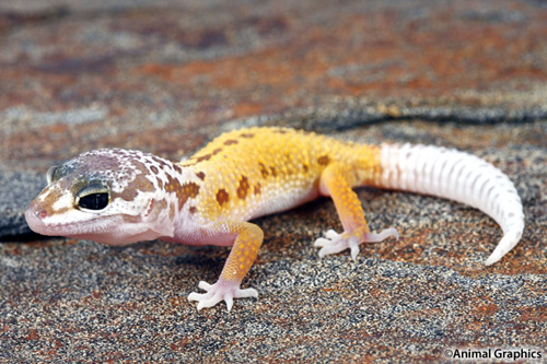 picture of Leucistic Leopard Gecko Sml                                                                          Eublepharis macularius