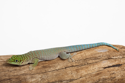 picture of Standing's Day Gecko Sml                                                                             Phelsuma standingi