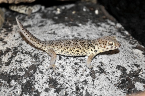 picture of Tibetan Frog-Eye Gecko Med                                                                           Teratoscincus roborowskii