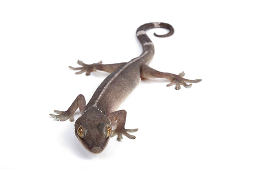 picture of White Line Gecko Med                                                                                 Gekko vittatus