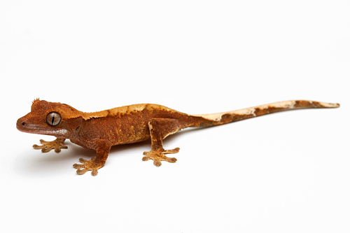 picture of Flame Crested Gecko Sml                                                                              Correlophus ciliatus