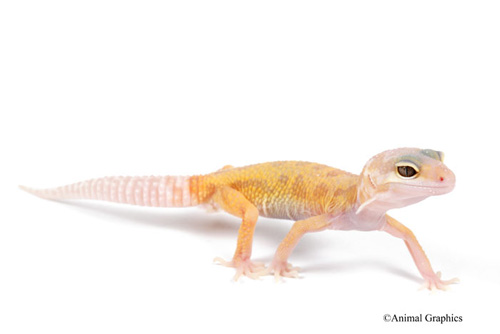 picture of Albino Leucistic Leopard Gecko Sml                                                                   Eublepharis macularius 'Albino'