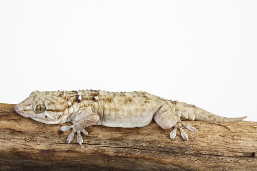 picture of White Spot Gecko B Grade Sml                                                                         Tarentola annularis