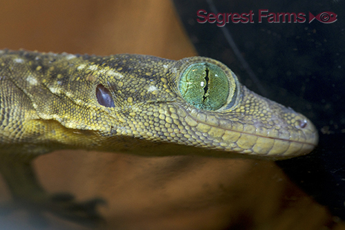picture of Green Eyed Gecko Sml                                                                                 Gekko smithii