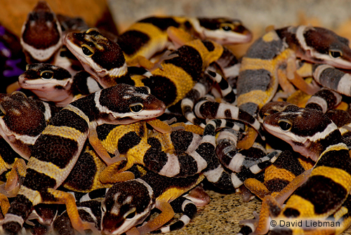 picture of Pakistani Leopard Gecko Sml                                                                          Eublepharis macularius