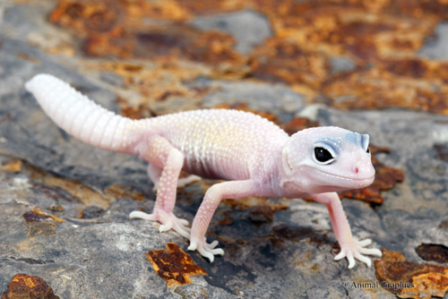 picture of Blazing Blizzard Leopard Gecko Sml                                                                   Eublepharis macularius