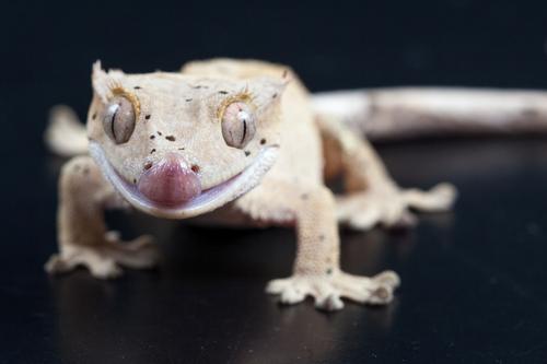 picture of Dalmatian Crested Gecko Sml                                                                          Correlophus ciliatus