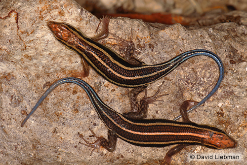 picture of African Bluetail Skink Med                                                                           Mabuya quinquetaenia