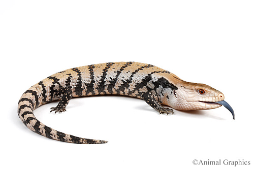 picture of Blue Tongue Skink Sml                                                                                Tiliqua scincoides scincoides