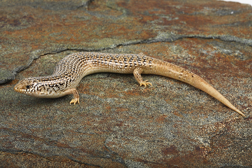 picture of Occellated Skink Med                                                                                 Chalcides ocellatus