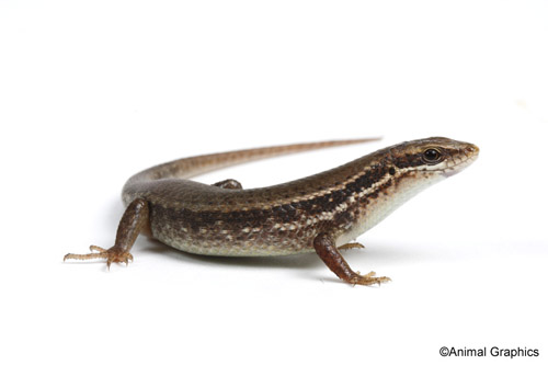 picture of Asian Orange Throat Skink Med                                                                        Mabuya macularia