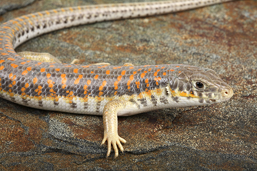 picture of Schneider Skink Med                                                                                  Eumeces schneideri