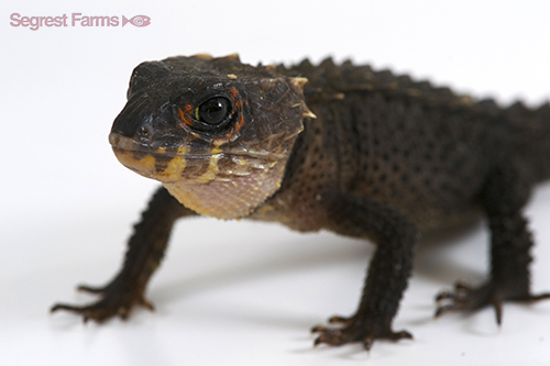 picture of Red Eye Armored Skink Sml                                                                            Tribolonotus novaeguinea