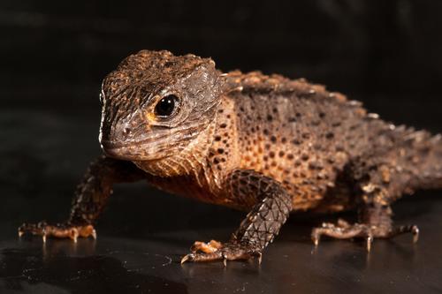 picture of Helmet Skink Med                                                                                     Tribolonotus novaeguineae