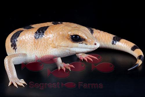 picture of Peter's Banded Skink Med                                                                             Scincopus fasciatus