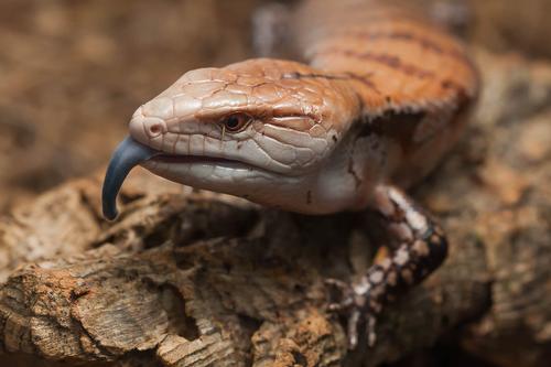 picture of Blue Tongue Skink Merauke Med                                                                        Tiliqua gigas evanescens