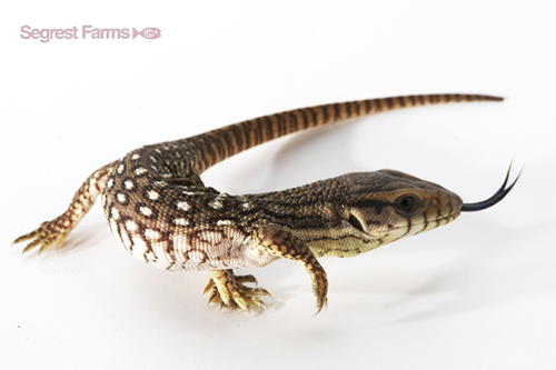 picture of Savannah Monitor Bby                                                                                 Varanus exanthematicus