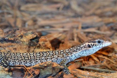 picture of Timor Monitor Sml                                                                                    Varanus timorensis