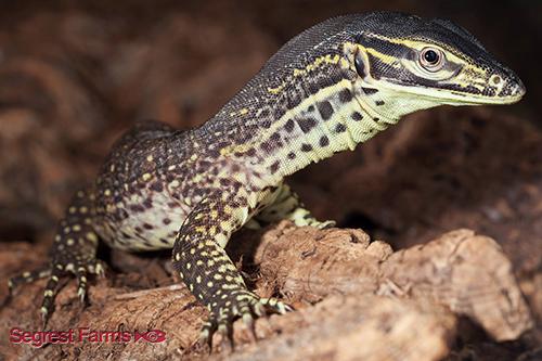 picture of Argus Monitor Sml                                                                                    Varanus panoptes