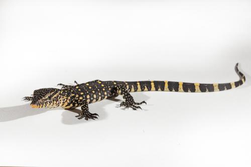 picture of Ornate Nile Monitor Sml                                                                              Varanus ornatus