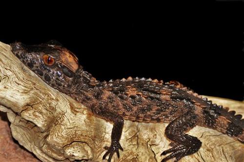 picture of Dwarf / Wedge Head Caiman Sml                                                                        Paleosuchus palpebrosus