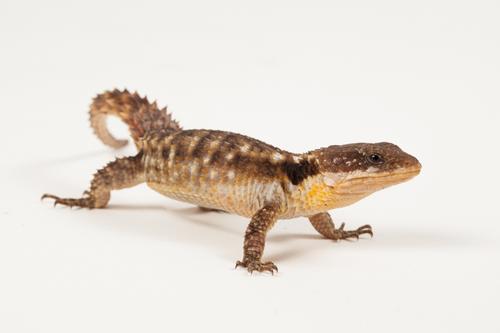 picture of Armadillo Lizard Med                                                                                 Cordylus cordylus