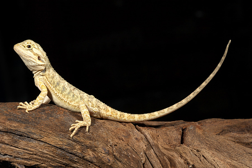 picture of Bearded Dragon Bby                                                                                   Pogona vitticeps