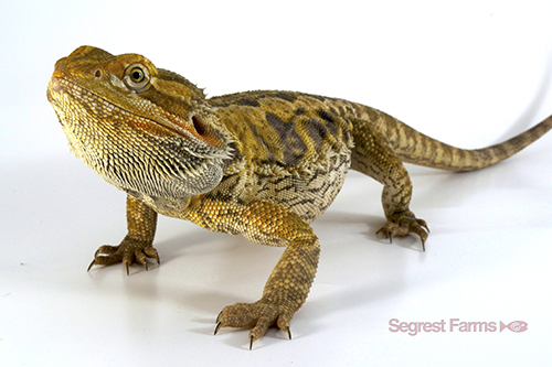 picture of Bearded Dragon Med                                                                                   Pogona vitticeps