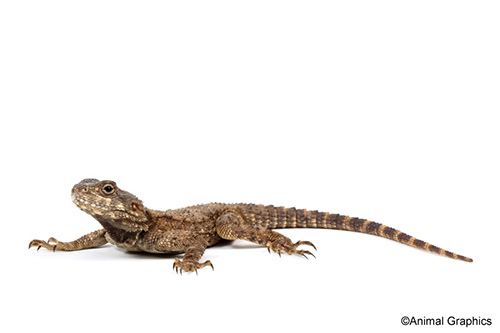 picture of Black Agama Sml                                                                                      Agama stellio