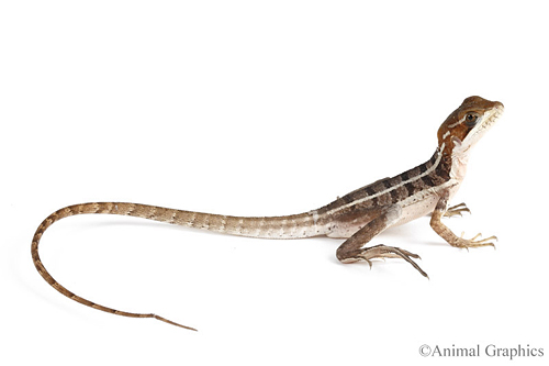 picture of Brown Basilisk Sml                                                                                   Basiliscus vittatus