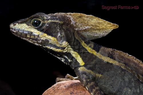 picture of Brown Basilisk Med                                                                                   Basiliscus vittatus