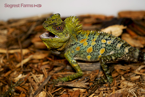 picture of Crested Dragon Lizard Sml                                                                            Gonocephalus chamaeleontinus