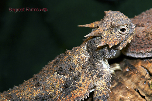 picture of Desert Horned Lizard Med                                                                             Phrynosoma platyrhinos