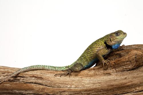 picture of Emerald Swift Med                                                                                    Sceloporus malachiticus