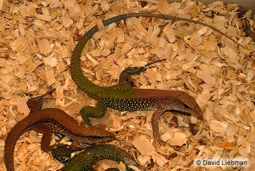 picture of Green Ameiva Med                                                                                     Ameiva ameiva