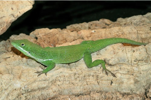 picture of Haitian White Lipped Anole Med                                                                       Anolis coelestinus