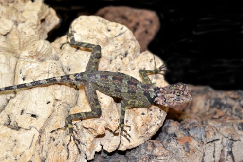 picture of Plica Plica Lizard Med                                                                               Plica plica